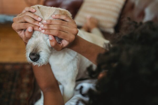terrier with eyes covered