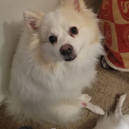 taz