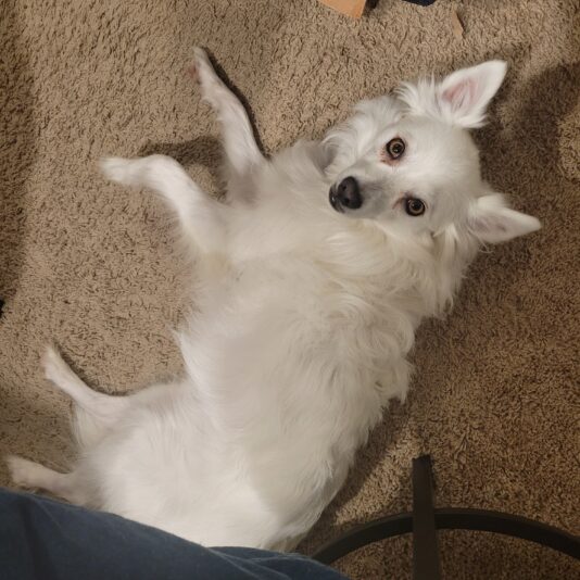 zelda
