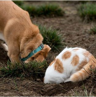 Bruning Gwen and Sylvie dig