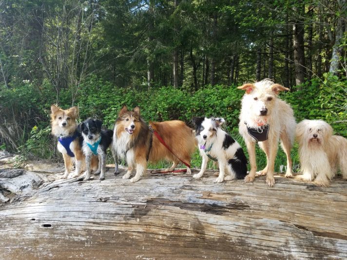 Rogers log dogs