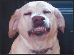 Submissive grin image