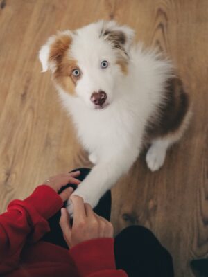 website puppy shake paw