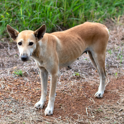 DD skinny tan dog