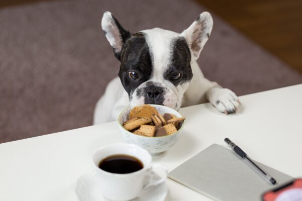 blog frenchie resist treats