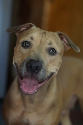 happy pit bull face
