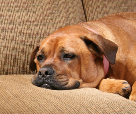 DD sad dog on sofa