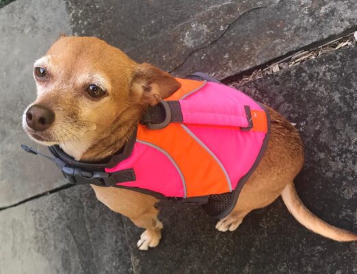 bean float vest 2020