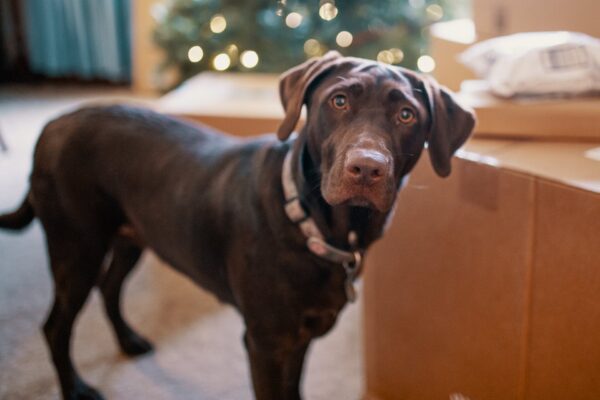 chocolate lab indoors