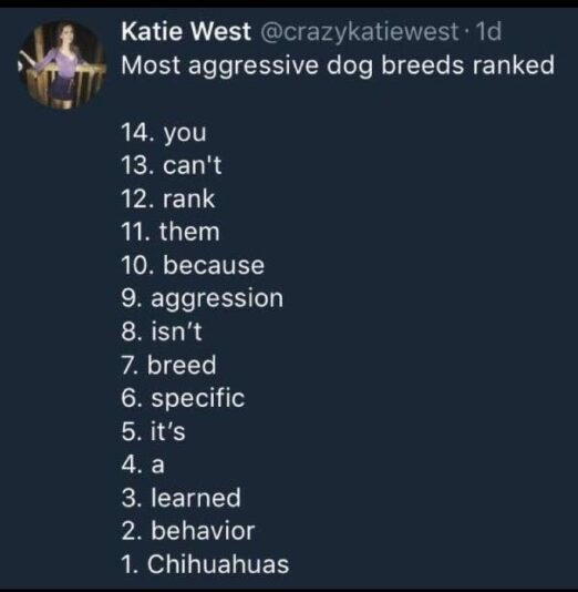 meme about aggressive chihuahuas