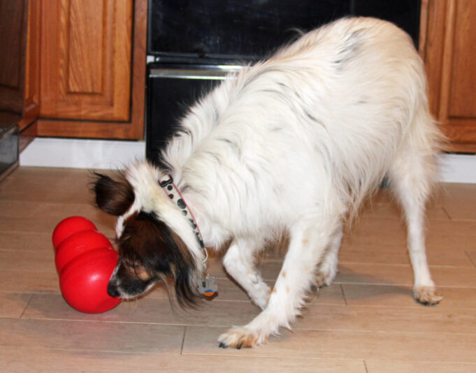 tavish kong wobbler