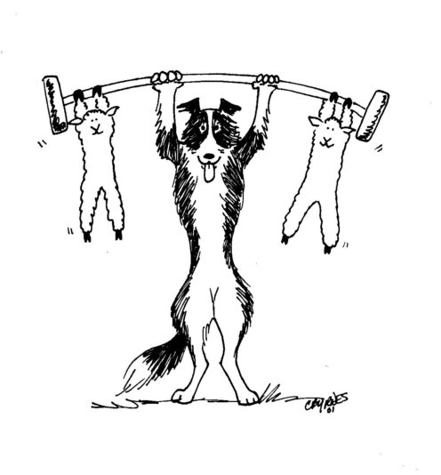 3liftsheep