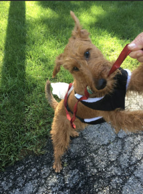 duke-bites-leash
