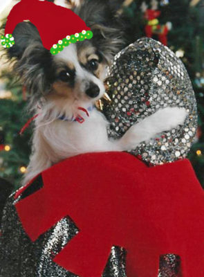 miette xmas cap knight HH