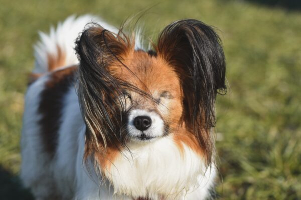 blind papillon