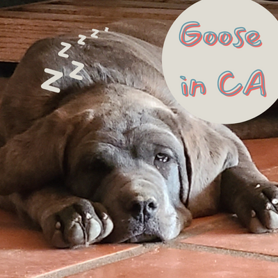 Cane Corso Goose