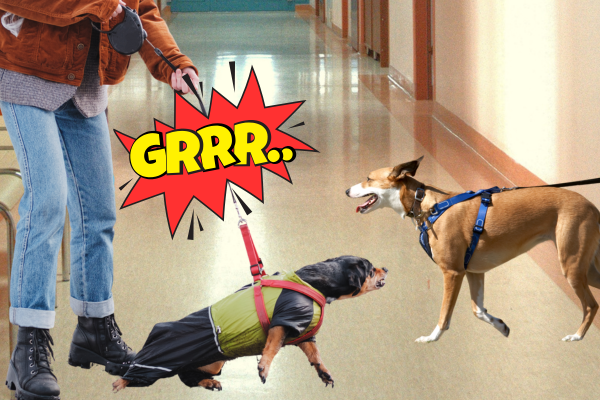 leashed dog growls at other dog