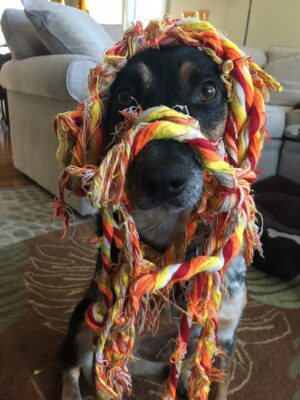 roo rasta 1218