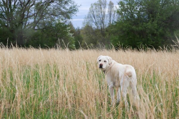 lab in field