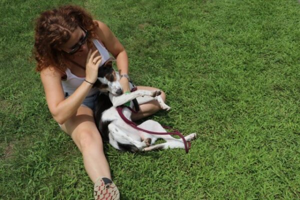 blog dog nips owners hand2
