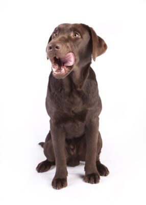 chocolate lab licking lips