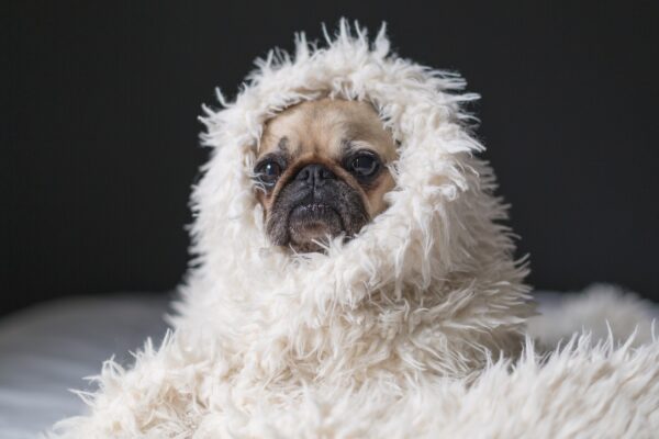pug-2591433_1280