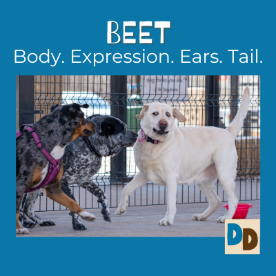 BEET (23)