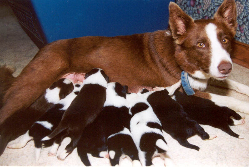 Caper17Days