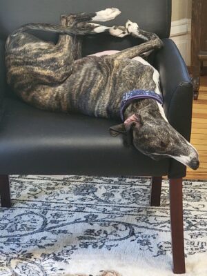 rockett snavely sleeping on chair 1024