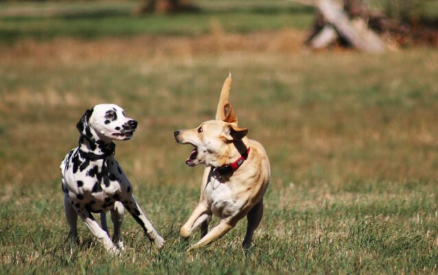 blog dog play