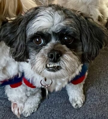 lucy churyk underbite 1124