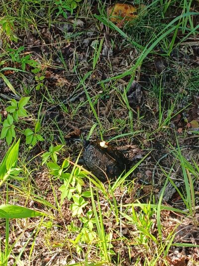 Snapping turtle brush 2