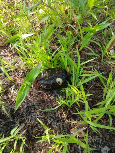 Snapping turtle brush