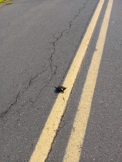 Snapping turtle road