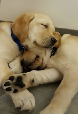 9wk pups