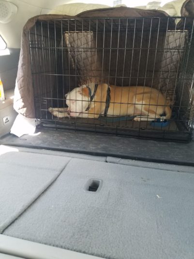 Barkley BVet trip