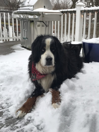 SnowSam