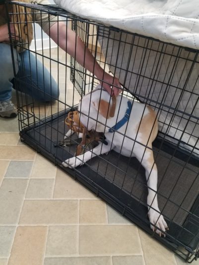 Barkley muzzle vet 3