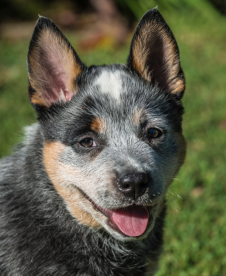 Australian Cattle Dog Pup - Mouthy Angus Case