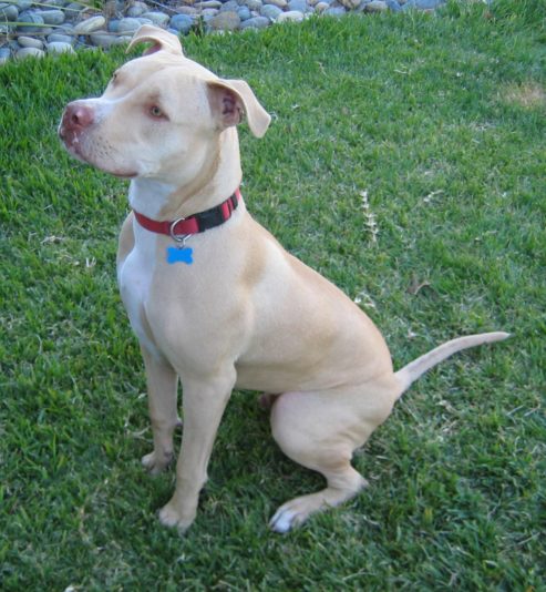 Pitty