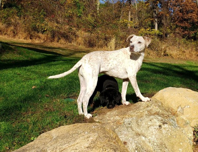 Hazel on the Boulders
