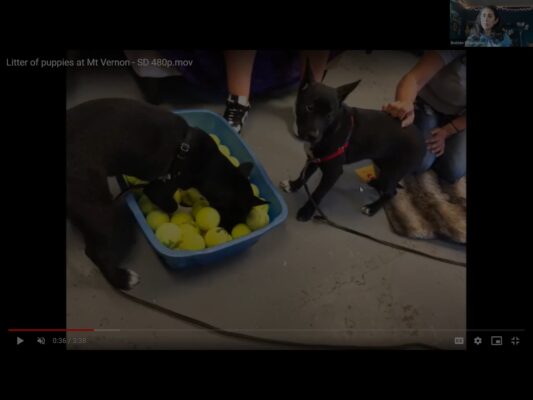 DD HT BB How to Help a Nervous Shelter Puppy