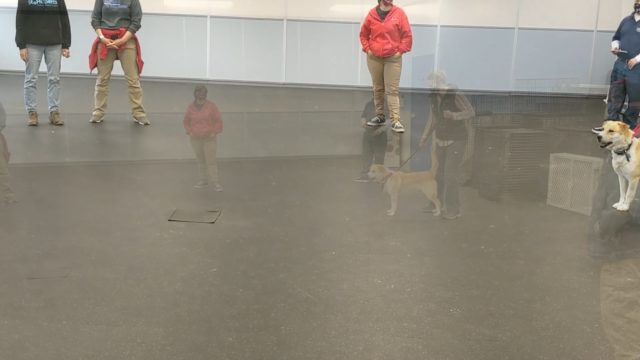 Barking Class Dogs Problem