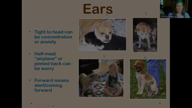 DD HT BEET Ears Shape and Position CC