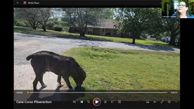 DDT HT Beet in Motion Piloerection Cane Corso