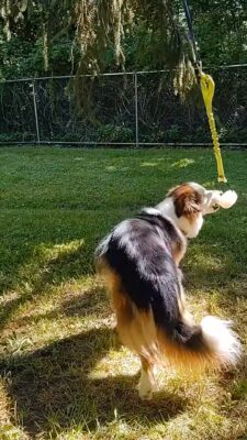 enrichment cisco ice lick