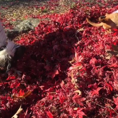 bean tavish find treats in leaves 1118