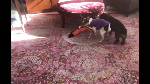 Tutu scrapes paws during play