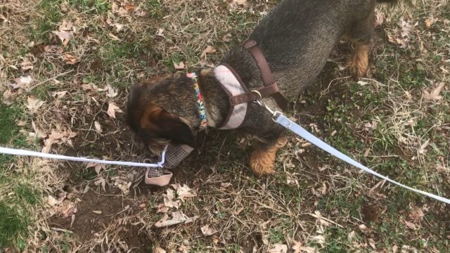 ENRICHMENT Tutu follows rabbit scent