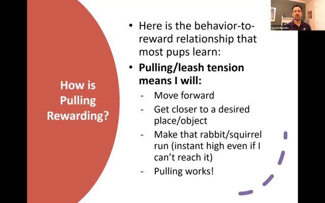 Behavior to Reward Relationship Pulling DM